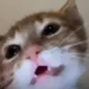 Eli Peterson - @eli.peterson1 - TikTok