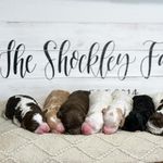 Shockley’s Elite Doodles - @shockleyselitedoodles - Instagram