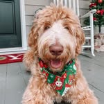 Eli short for Elijah King 🐾 - @elithegoldendoodle_ - Instagram