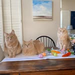 Eli, Simon, & Sunny - @eli_simon_sunny - Instagram