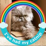Eli Simpson - @eli_the_persian - Instagram