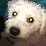 Eli Smalls🐶❤🐾 - @elismalls_ - Instagram