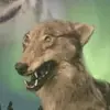 I_Am_Deli - @eli_sorenson - TikTok