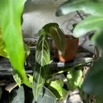 Eli's Leaves and Spikes - @elis.leaves.and.spikes - Instagram