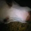 Eli Stephenson - @fortnite_myrabbitetsdogs - TikTok