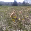 elistumpf - @duckandchickens - TikTok