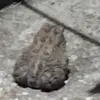 Eli Talbert - @skeler.vr - TikTok