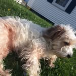 Patches_Eliwise_thedog - @patches_eliwise_thedog - Instagram