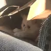 Eli youngs - @eli.youngs - TikTok