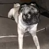Lila Pug - @eliaaguiar - TikTok