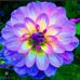 Elia Aparicio - Facebook