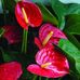 Elia Arcos - Facebook