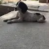 El cazador 502 - @elian.carias - TikTok