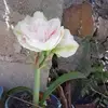Eliabahena61 - @eliabahena61 - TikTok