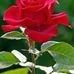 Elia Barrera - Facebook