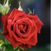 Elia Barron - Facebook