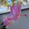 eliabean2 - @eliabean2 - TikTok