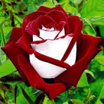 Elia Bravo - Facebook