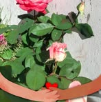 Elia Bustos - Facebook