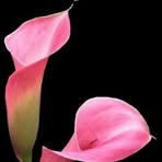 Elia Campos - Facebook