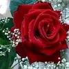 Elia cortes - @eliacortes41 - TikTok