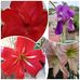 Elia Cortes - Facebook