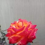 Elia Cuevas - Facebook