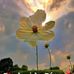 Elia Galindo - Facebook