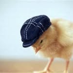 Elias Cain - @bubbythechicken - Instagram