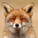 Elias Fox - @eliasfox - Instagram