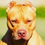 elias mateo - @eliasmateovaccato - Instagram