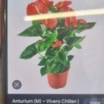 Javier Elias Miles Miles - @javiereliasmilesmiles - Instagram