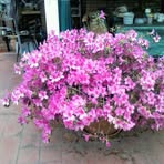 Alicia Cassetta - Facebook