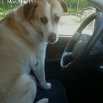 alicia Olson - @cute_cats9990 - Instagram
