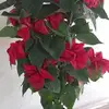 guerra_elida-01 - @guerra_elida32 - TikTok