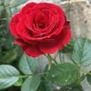 Elif çtn - @elifcetin65 - TikTok