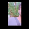 毒性 🚩 - @elijah.n.reddy - TikTok