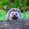 Hedgehog - @elijahroy93 - TikTok