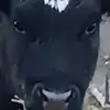Elijah Schulz - @user3283394491999 - TikTok