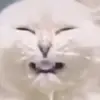 Swift - @elijahsolis8796 - TikTok