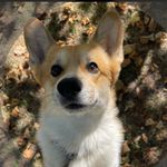 Elijah iz Doma Na Holme N/B - @elijahsweetcorgie - Instagram