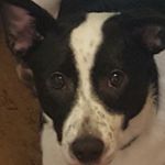 Elijah Teal Pellecan - @sweettealsugar - Instagram