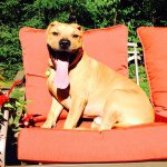 Elijah Thomson - @dog_is_life18 - Instagram