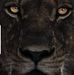 Elijah Wigfall - Facebook