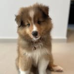 Elijah - @elijahwuff - Instagram