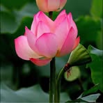 Elin Chang - Facebook