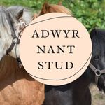 Elin Fflur Williams - @adwyrnant_stud - Instagram