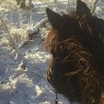 Elin - @elingreen2008 - Instagram