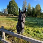 Elin Hahn - @elin_hahn - Instagram