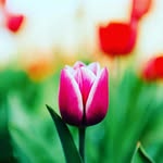 Elin Jacobson - @elinjac38 - Instagram
